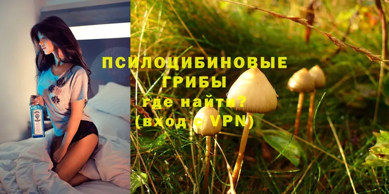 Псилоцибиновые грибы Psilocybe  где купить наркоту  Верея 